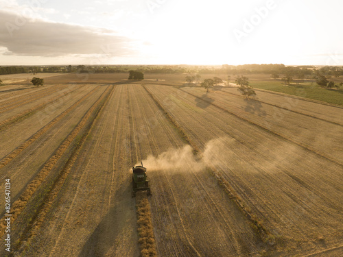 Late afternoon harvesting Canola