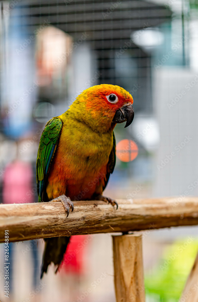 Obraz premium Lovebird sitting on the cage for sale.
