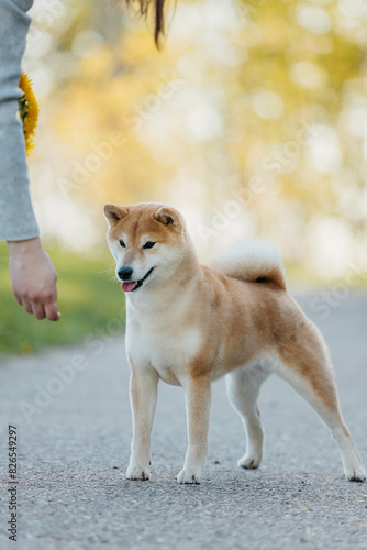 A dog of the Shiba Inu breed in a stand on the street in spring