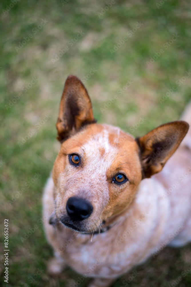 Red cattle dog sitting on lawn looking up at camera Red cattle dog sitting on lawn looking up at camera