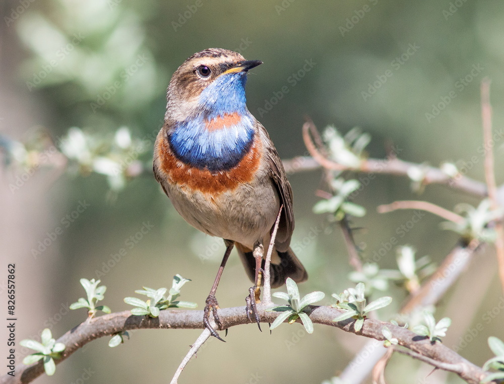 Fototapeta premium robin on a branch