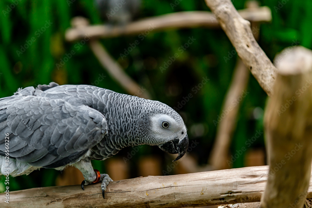 Fototapeta premium African grey parrot standing on the pearch for show