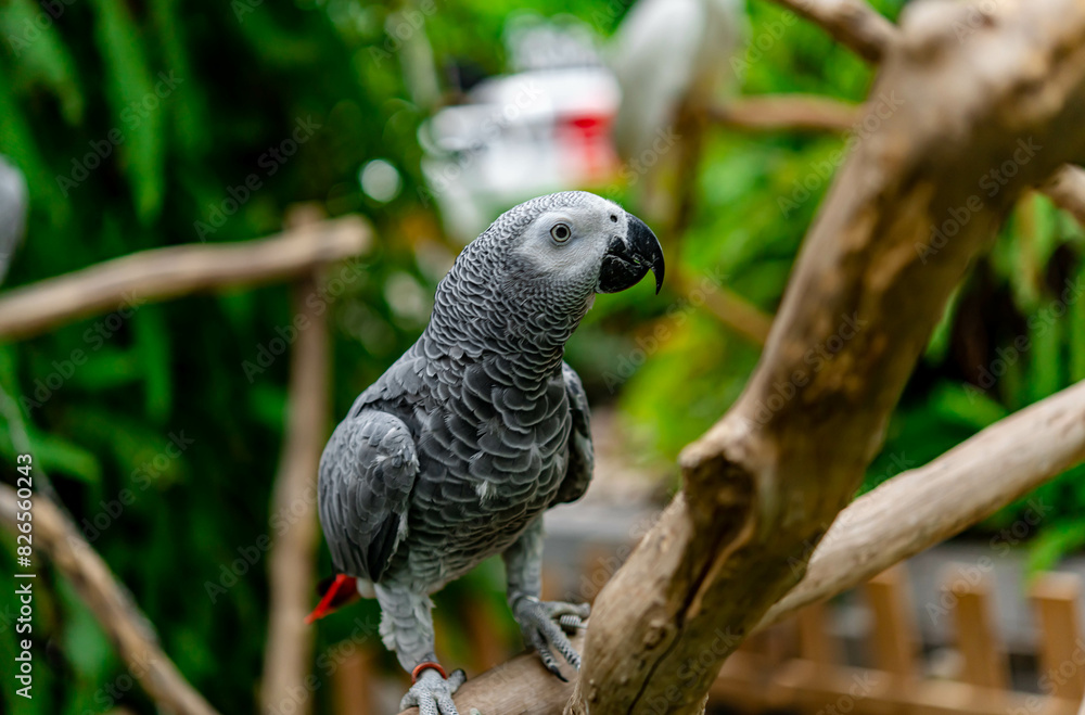 Fototapeta premium African grey parrot standing on the pearch for show