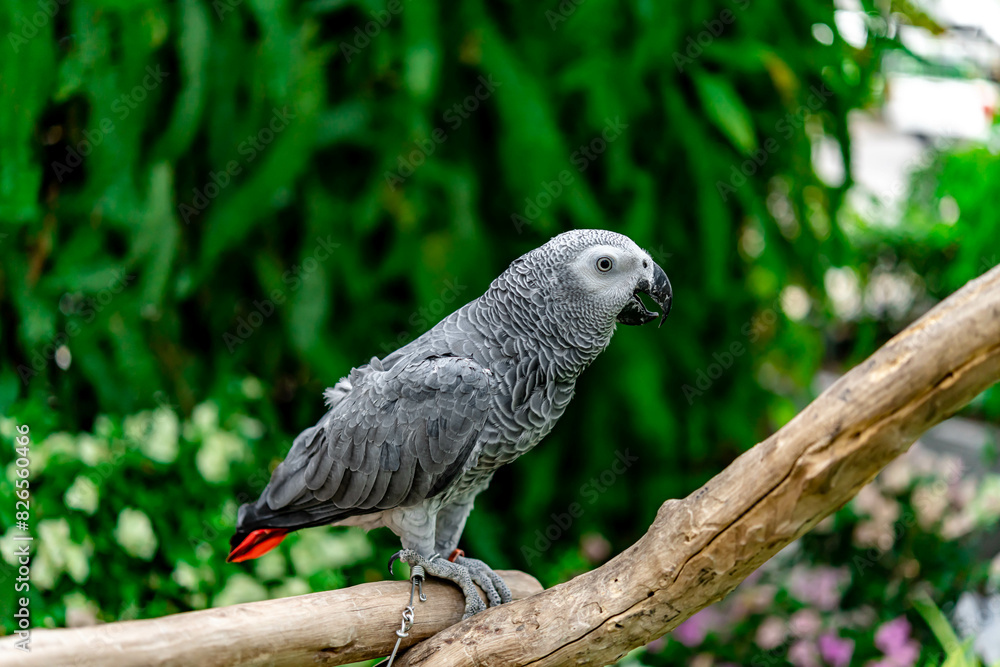 Fototapeta premium African grey parrot standing on the pearch for show