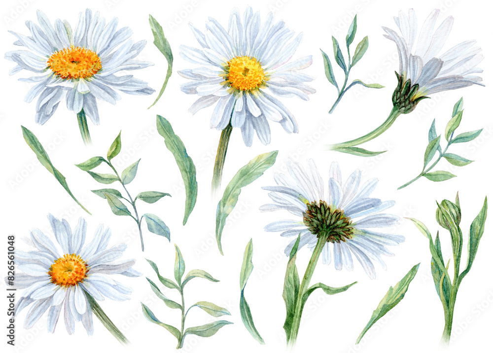 Fototapeta premium Watercolor Daisies with Bud and leaves Set. Chamomiles Kit