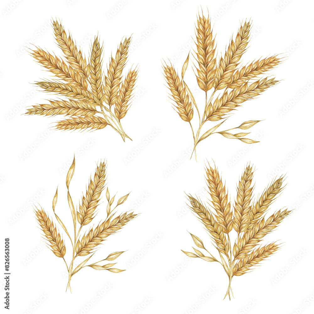 Wheat ears bouquets, stalks of barley cereal grain spikes. Watercolor illustration for bread, beer, whisky, malt, flour packaging, tags and labels. Symbol of Shavuot, Thanksgiving, Oktoberfest clipart Wheat ears bouquets, stalks of barley cereal grain spikes. Watercolor illustration for bread, beer, whisky, malt, flour packaging, tags and labels. Symbol of Shavuot, Thanksgiving, Oktoberfest clipart