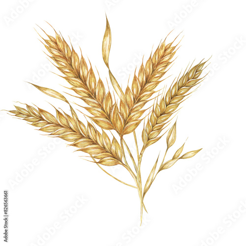 Barley spikes bouquet, cereal ears, wheat stalks. Grains for Shavuot, Thanksgiving, Oktoberfest clipart. Cottagecore rustic watercolor illustration for beer whisky, bread, flour packaging, label.