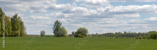 View of a green field and trees on the horizon on a summer day. White clouds in the blue sky over the field. Green seedlings of cereals in summer.
