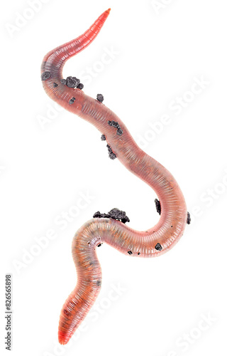 Large earthworm isolated on a white background, top view. Dendrobena. photo