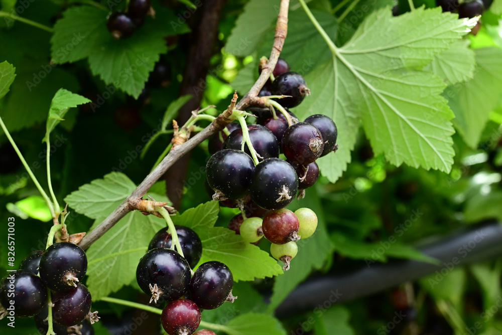 ripe black currant in a garden on a green background ripe black currant in a garden on a green background