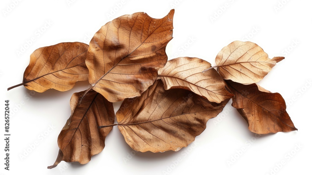 Dry brown leaves isolated on a white background Dry brown leaves isolated on a white background
