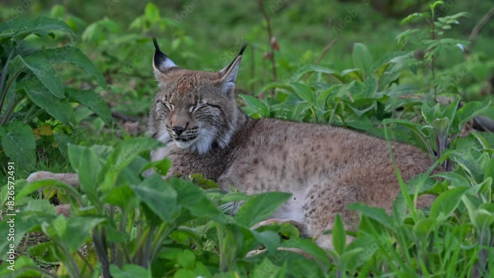 Sleepy Eurasian lynx (Lynx lynx) resting in thicket of forest Sleepy Eurasian lynx (Lynx lynx) resting in thicket of forest