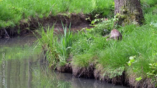 Eurasian otter / European river otter (Lutra lutra) grooming fur on river bank / riverbank in forest photo