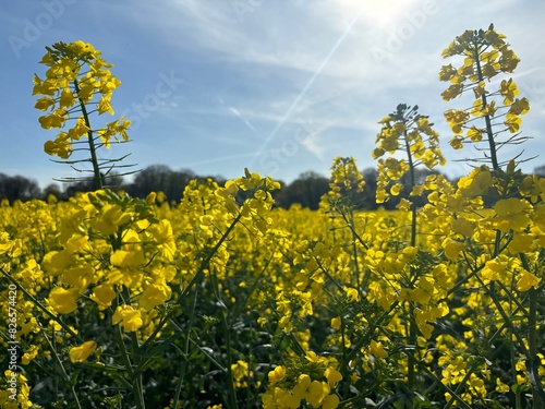 Raps in der Sonne