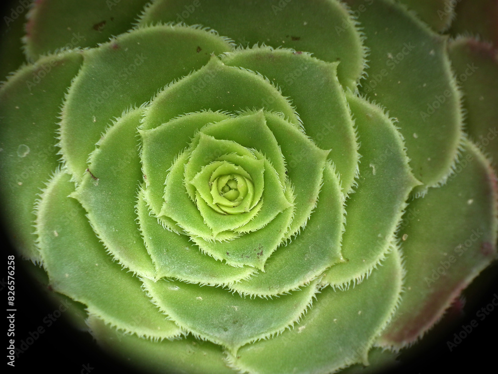 Piante Piante