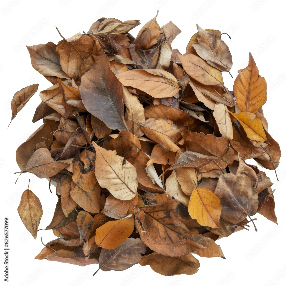 large pile of dry autumn leaves on a white background large pile of dry autumn leaves on a white background