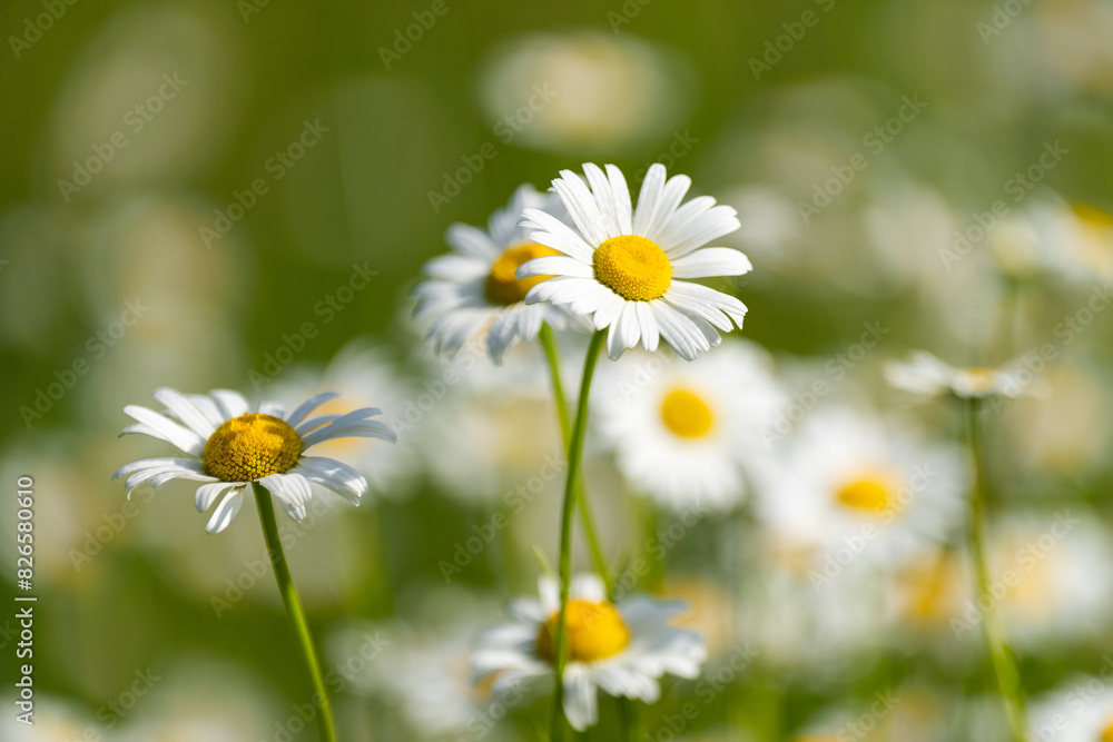 Green grass and chamomile in the meadow. Chamomile field. Daisies background. Chamomile flowers field in sunlight. Beautiful nature scene. Summer background. Green grass and chamomile in the meadow. Chamomile field. Daisies background. Chamomile flowers field in sunlight. Beautiful nature scene. Summer background.