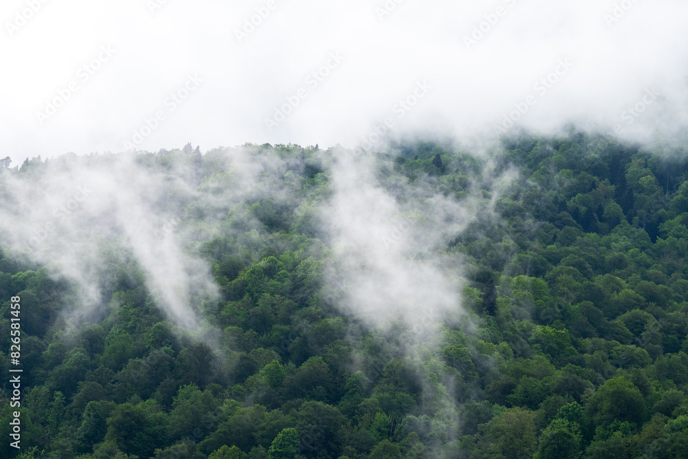 Forest in the fog, rainy and foggy morning in the mountains, evaporation of moisture in the mountains. Fog over the coniferous forest. Steamy tropical forest with morning mist evaporating.