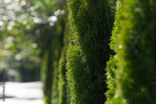 Foto Western thuja emerald green hedge, evergreen trees planted abreast make dense natural wall