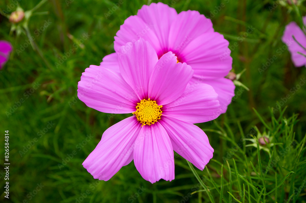 Cosmos bipinnatus flowering white garden mexican aster plants, group of petal flowers in bloom on green shrub Cosmos bipinnatus flowering white garden mexican aster plants, group of petal flowers in bloom on green shrub