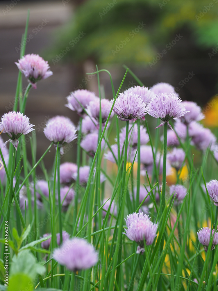 Blooming purple chive flowers in garden, vibrant colors and lush green foliage Blooming purple chive flowers in garden, vibrant colors and lush green foliage