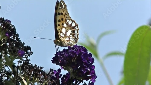 Butterfly Queen of Spain fritillary, Issoria lathonia on violet flowers of Butterfly bush, Buddleja davidii, Summer lilac on sunny summer day with blue sky - close up shot, real time. photo