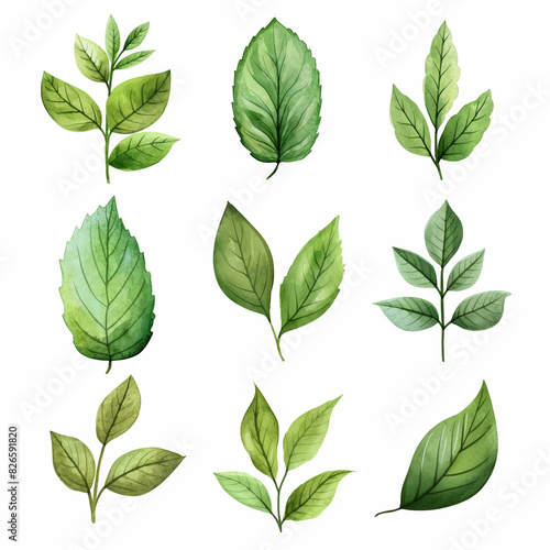 A set of 12 different types of green leaves