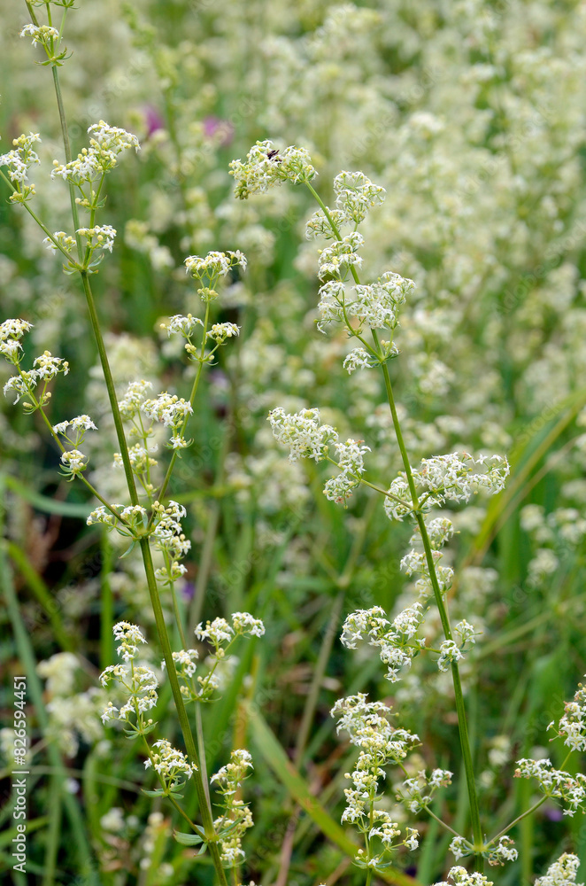 The hedge bedstraw (Galium mollugo) in flower The hedge bedstraw (Galium mollugo) in flower