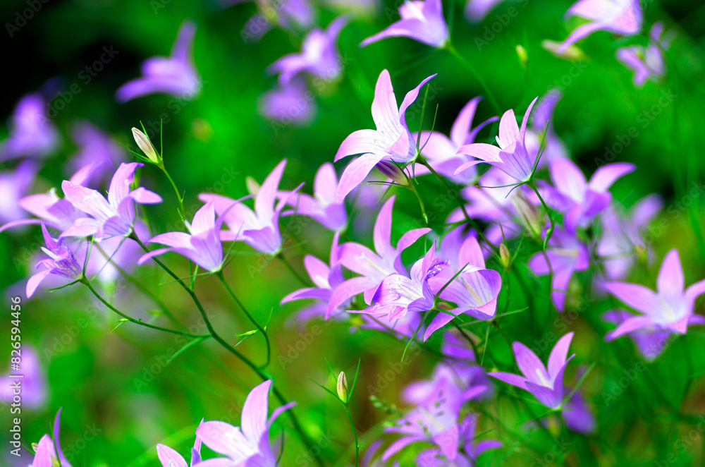 Fototapeta premium Flowers of spreading bellflower (Campanula patula)
