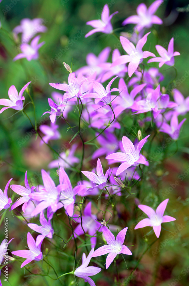 Flowers of spreading bellflower (Campanula patula) Flowers of spreading bellflower (Campanula patula)