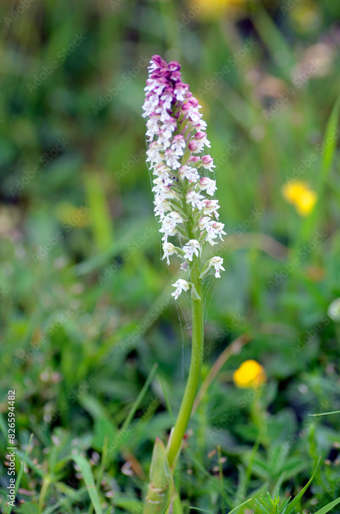 The burnt orchid (Neotinea ustulata or Orchis ustulata) in a meadow The burnt orchid (Neotinea ustulata or Orchis ustulata) in a meadow