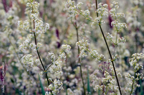 The hedge bedstraw (Galium mollugo) in flower photo