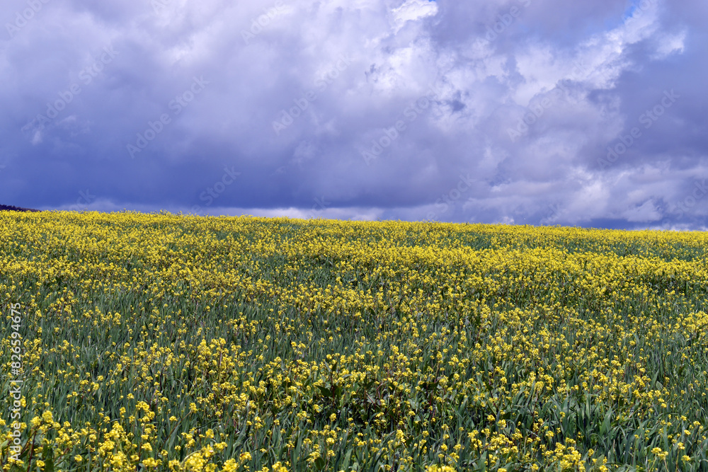 Field of turnips (Brassica rapa) with a stormy sky Field of turnips (Brassica rapa) with a stormy sky