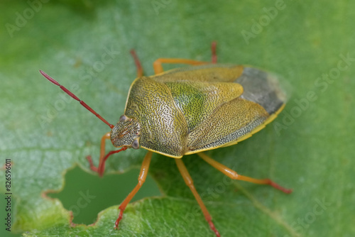 Closeup on the European gorse shield bug, Piezodorus lituratus on a green leaf photo