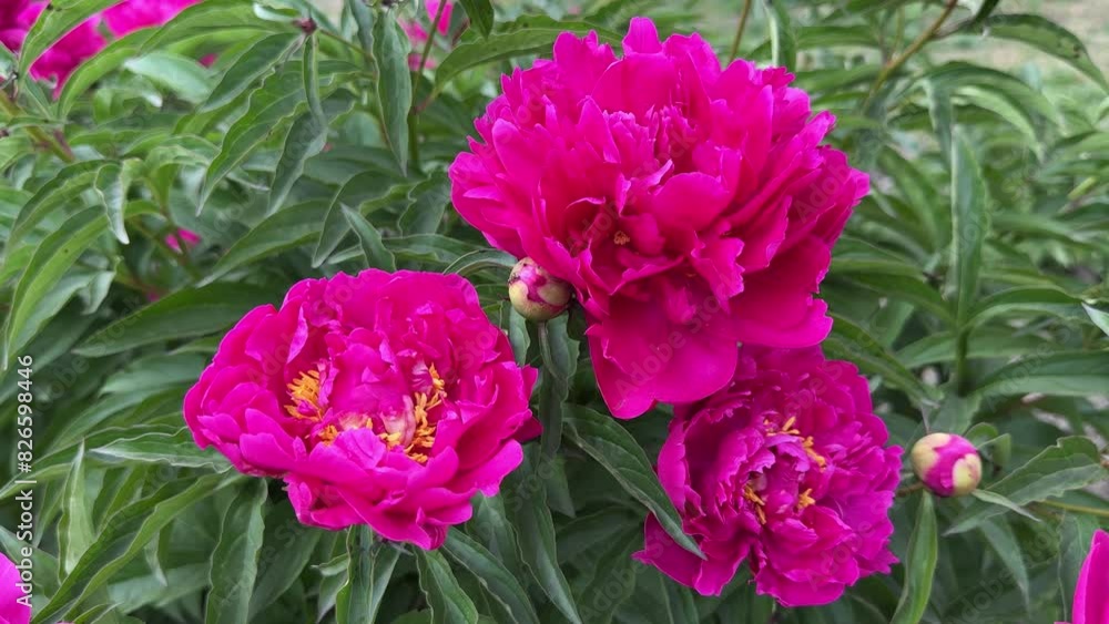 Peonies flowers silky bright pink petals Peonies flowers silky bright pink petals