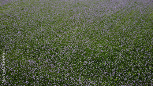 Aerial View of Green Field with Purple Flowers