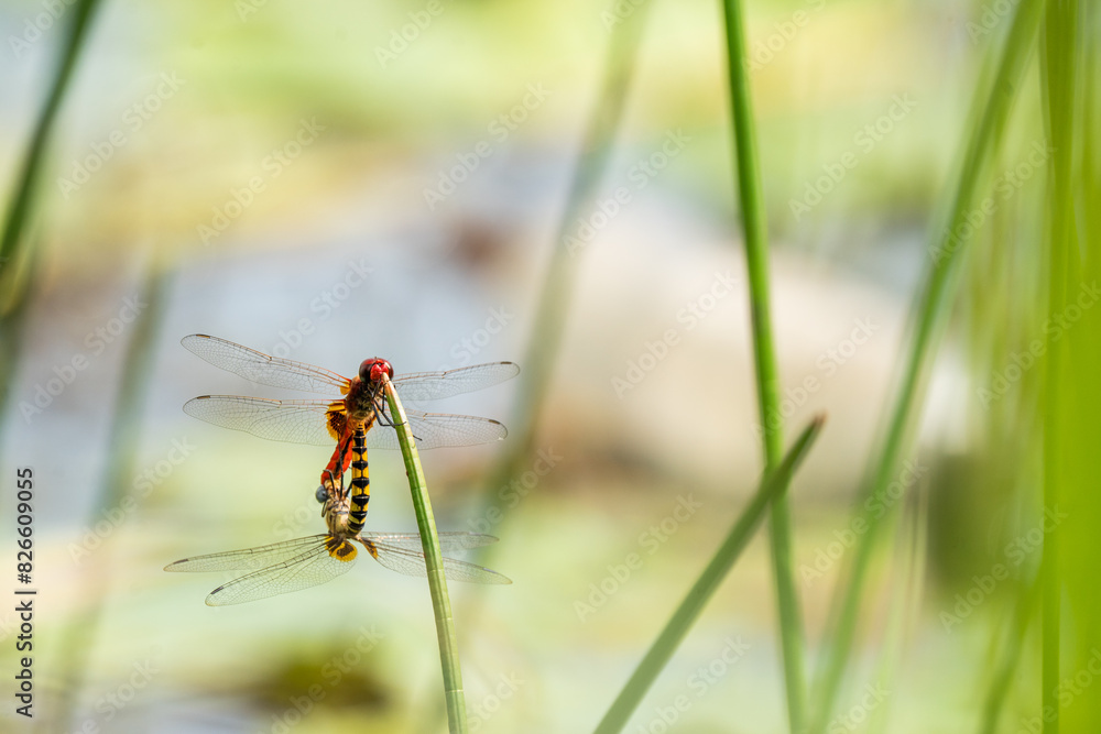 mating couple of dragonfly on plant