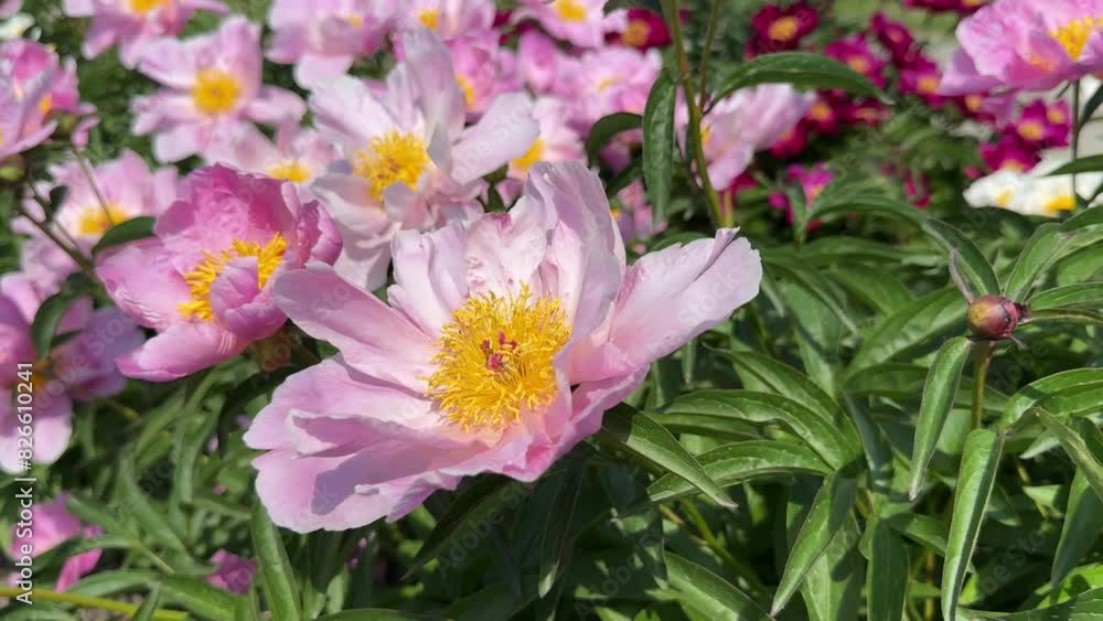 Beautiful pink peonies flowers beautiful blossom. Beautiful pink peonies flowers beautiful blossom.