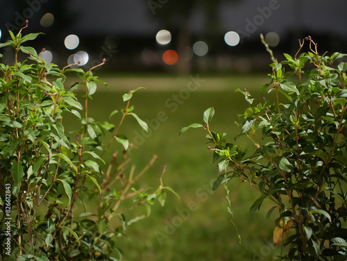 Plants at night in an illuminated park