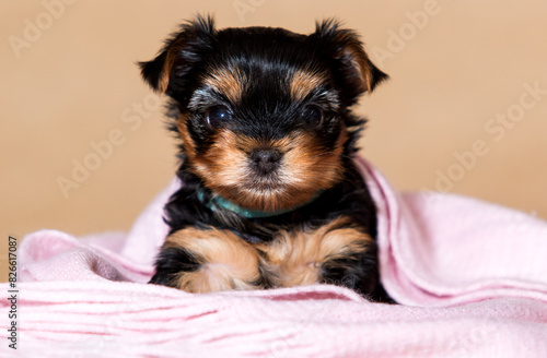 cheerful Yorkshire terrier puppy looking
