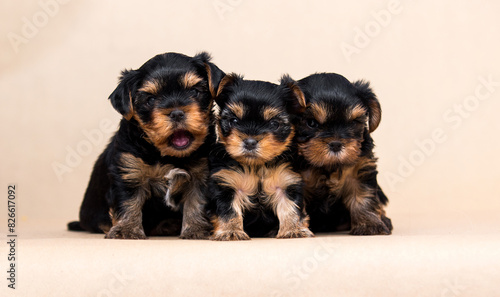 group of Yorkshire terrier puppies