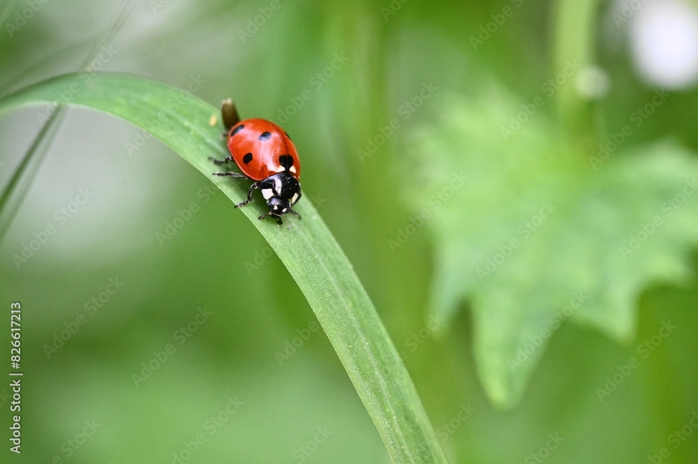 ladybug on a leaf ladybug on a leaf