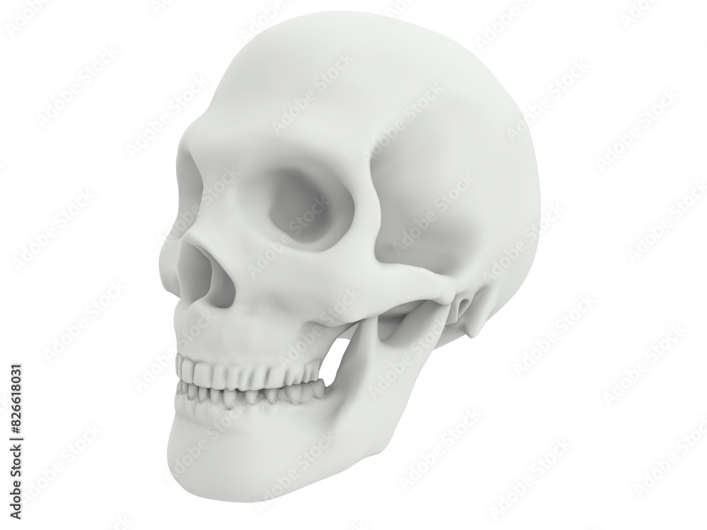 3d of human head skull white render