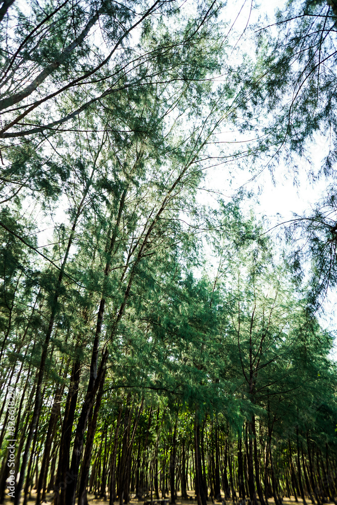 Fototapeta premium Branch of pine tree in forest with sunlight on sky background, leaf plant, beautiful pattern, ornamental plant, trees wallpaper, foliage green decoration, texture natural.Close up.Vertical.