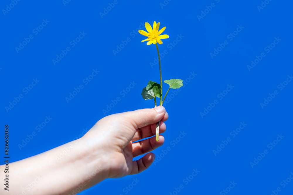 A girl holds a yellow flower against a blue sky background
