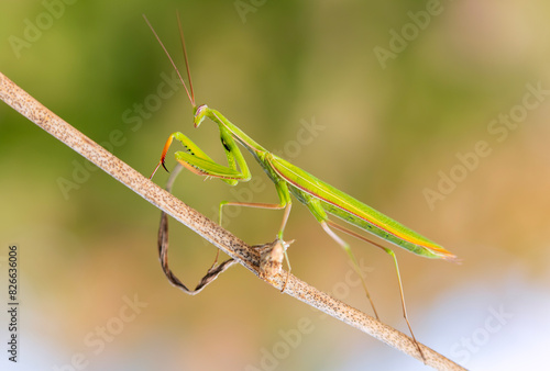 Принти на полотні Praying Mantis walking on a stick