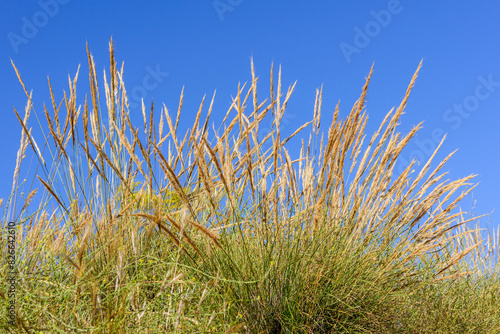 Tableau sur toile Plantas de esparto, macrochloa tenacissima, en el campo a principios de verano
