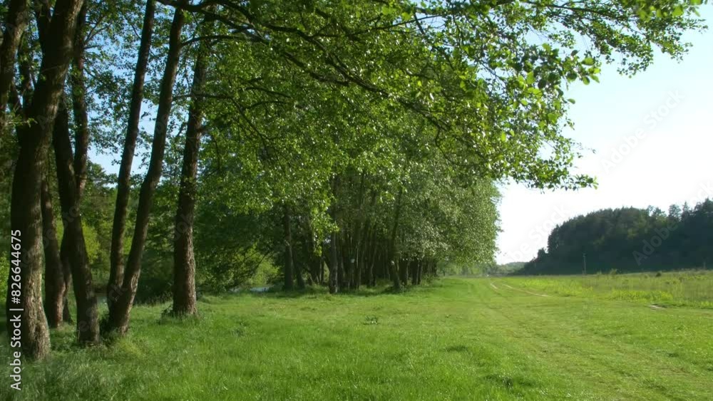 Beautiful summer nature between the river and the field. Summer meadow. Beautiful summer nature between the river and the field. Summer meadow.