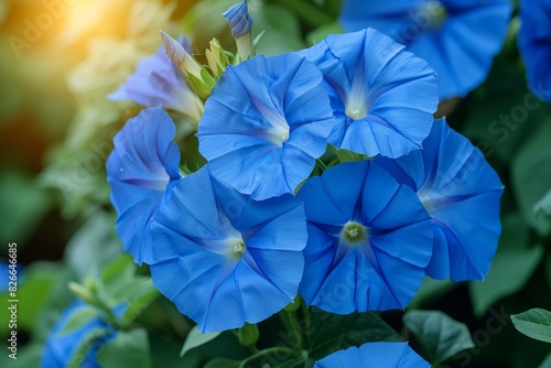 A close up of blue flowers in the sun. photo