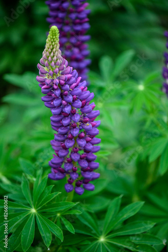 Lupinus polyphyllus